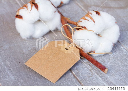 Cotton plant bud Cotton plant bud 13453653