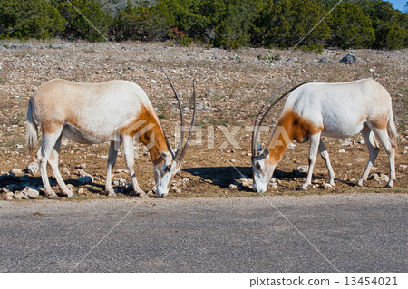 Two Scimitar oryx animals. 13454021