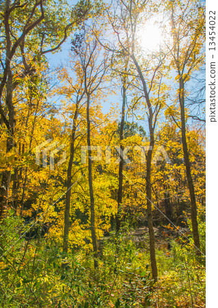 Autumn forest. 13454022