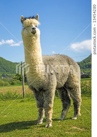Alpaca looking curious 13454280
