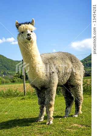 Alpaca looking curious 13454281