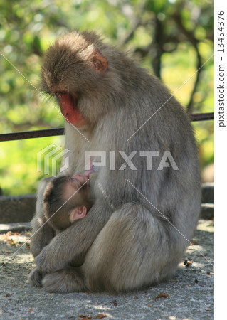 Monkey's parenting 13454376
