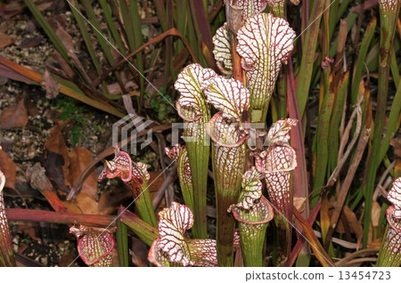 Salacenia 13454723