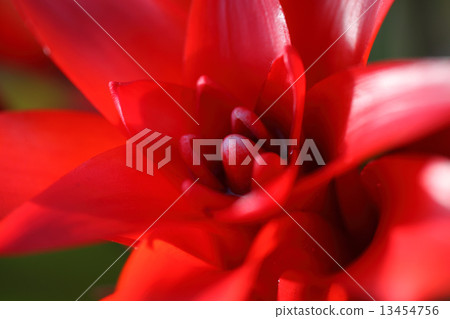 Gusmanian花 13454756