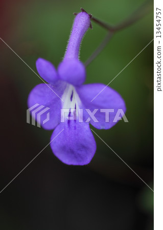 Streptocarps花 13454757