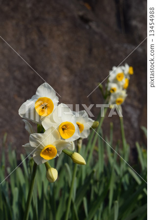 Narcissus 13454988