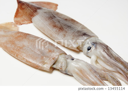 Noodle squid 13455114