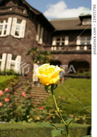 Roses and roses Roses and roses 13455798