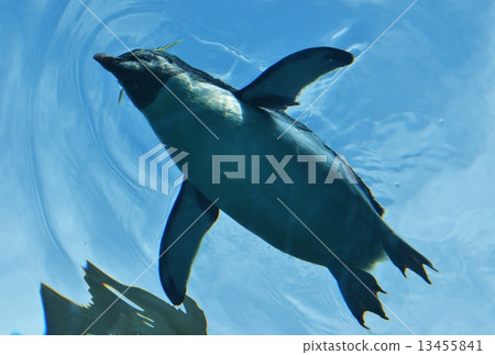 Penguin swimming underwater 13455841