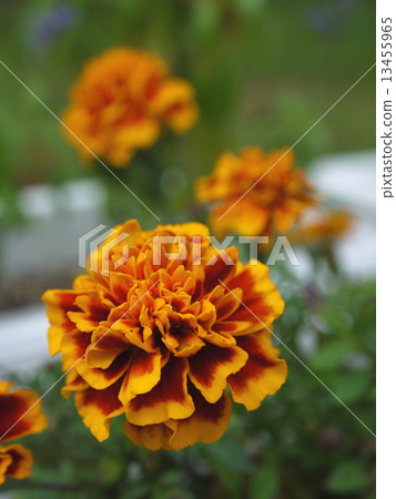 Marigold  13455965
