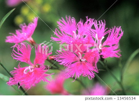 Takamine Ryoko 13456534