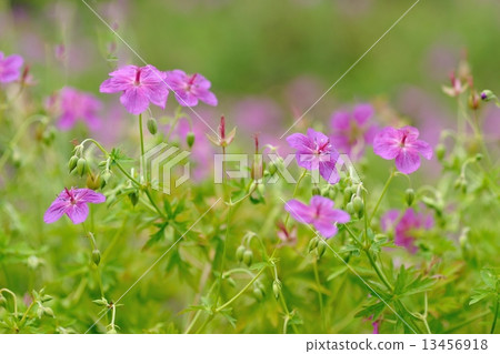 淺間風郎 13456918