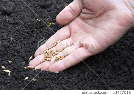 seed of wheat 13457018