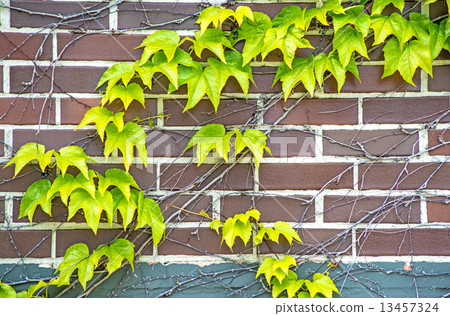 ivy on an old brick wall ivy on an old brick wall 13457324