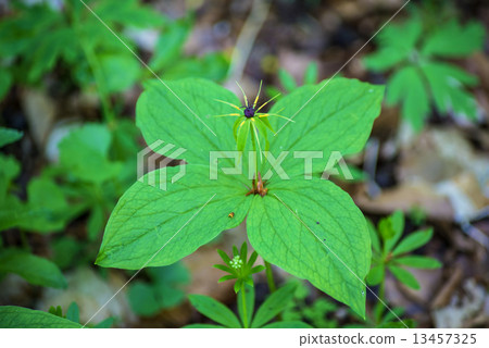 true lover's knot, Paris quadrifolia true lover's knot, Paris quadrifolia 13457325