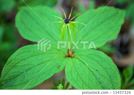 true lover's knot, Paris quadrifolia true lover's knot, Paris quadrifolia 13457326