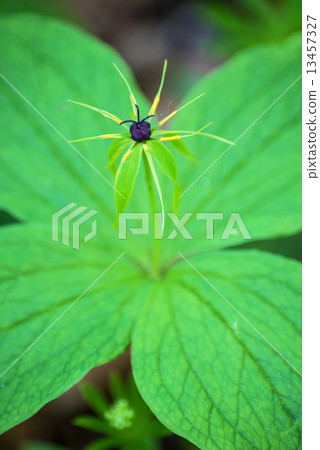 true lover's knot, Paris quadrifolia true lover's knot, Paris quadrifolia 13457327