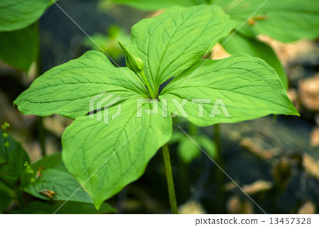 true lover's knot, Paris quadrifolia 13457328