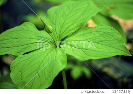 true lover's knot, Paris quadrifolia true lover's knot, Paris quadrifolia 13457329
