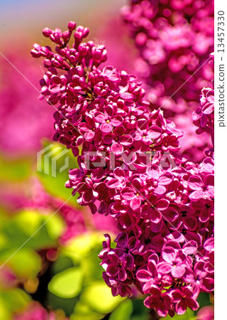 syringa 13457330