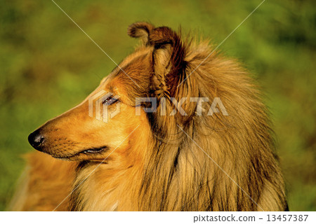 Collie 13457387