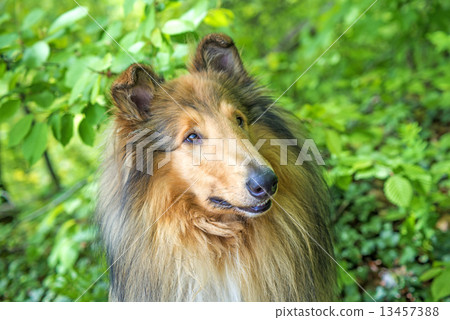 Collie Collie 13457388