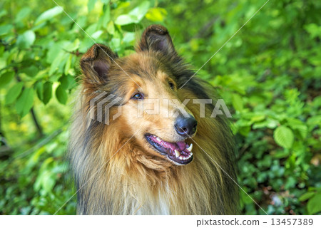 Collie 13457389