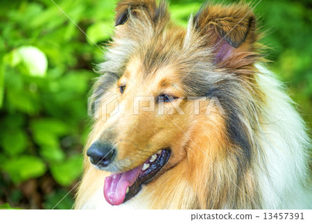 Collie Collie 13457391