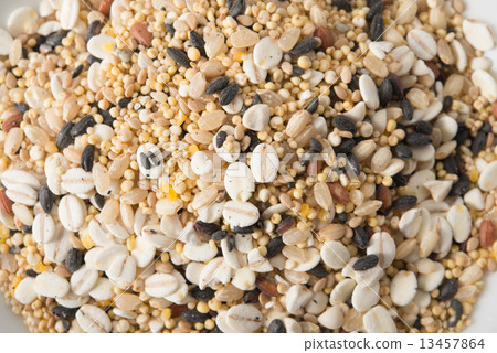 小米飯 小米飯 13457864