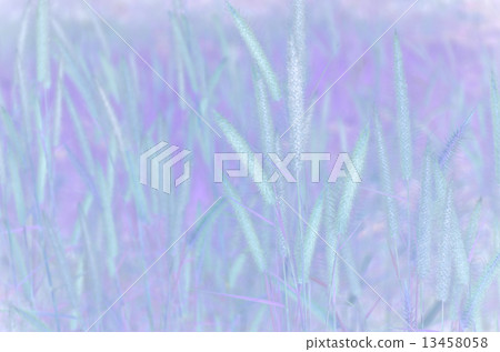 Knotroot foxtail or Slender pigeongrass (Setaria geniculata) with Soft Focus Color Filtered. 13458058