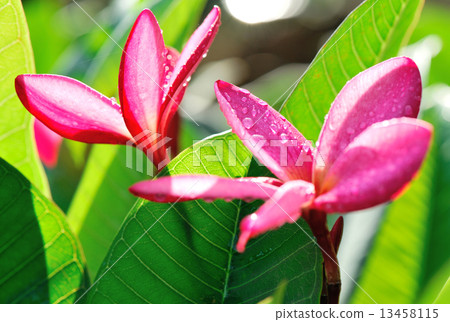fresh pink frangipane flowers on tree fresh pink frangipane flowers on tree 13458115