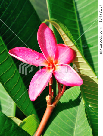 fresh pink frangipane flowers on tree  13458117