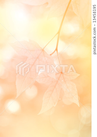 Kuam Daeng leaves (Acer calcaratum Gagnep.) on tree in the evening light Kuam Daeng leaves (Acer calcaratum Gagnep.) on tree in the evening light 13458195