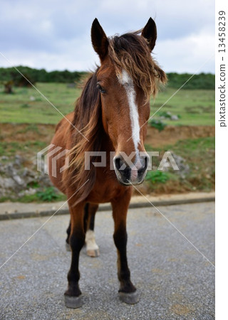 Horse  13458239