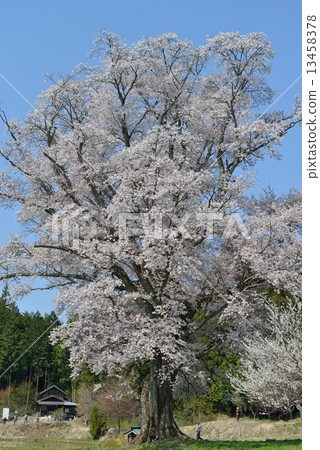 Wild mountain cherry on a different scale Wild mountain cherry on a different scale 13458378