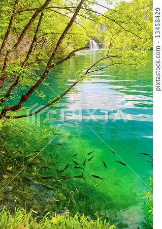 Fish in pure water of the Plitvice lakes 13458429