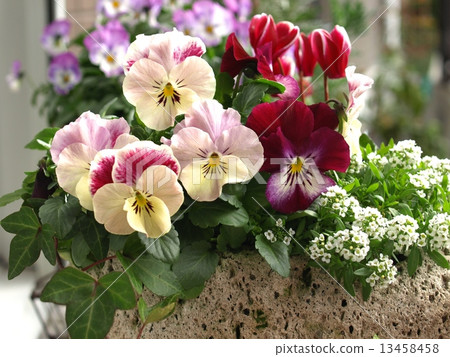 三色堇、仙客來群植、春花園藝 13458458