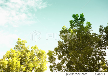 Green leave on blue sky Green leave on blue sky 13458711