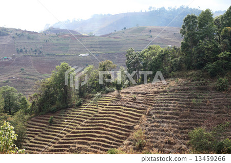 Moutain hill in Chiangmai , Thailand 13459266