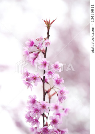 Cherry blossom 13459911