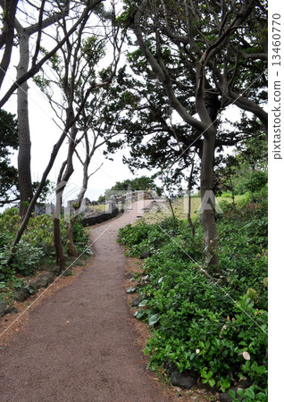 Jogasaki coast picnic course 13460770