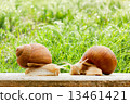 snails two big spring summer garden fresh grass drops 13461421