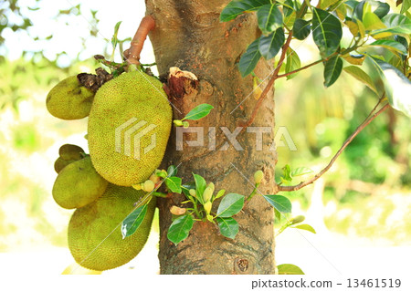 jackfruit grow on tree jackfruit grow on tree 13461519