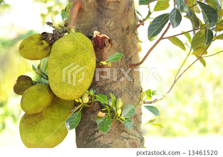 jackfruit grow on tree jackfruit grow on tree 13461520
