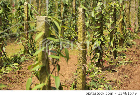 vanilla planifolia andrews  13461579