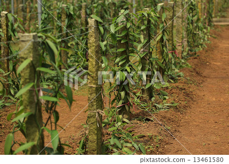 vanilla planifolia andrews  13461580