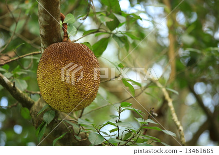 jackfruit grow on tree jackfruit grow on tree 13461685