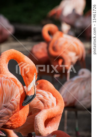 圖庫照片: american flamingo (phoenicopterus ruber)