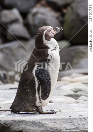 Humboldt penguin 13461728