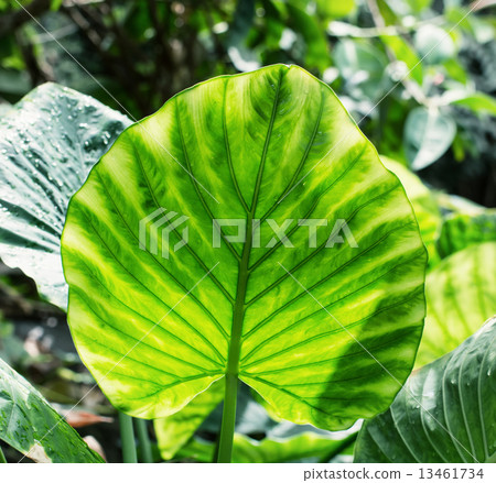 Big brightly green leaf Big brightly green leaf 13461734